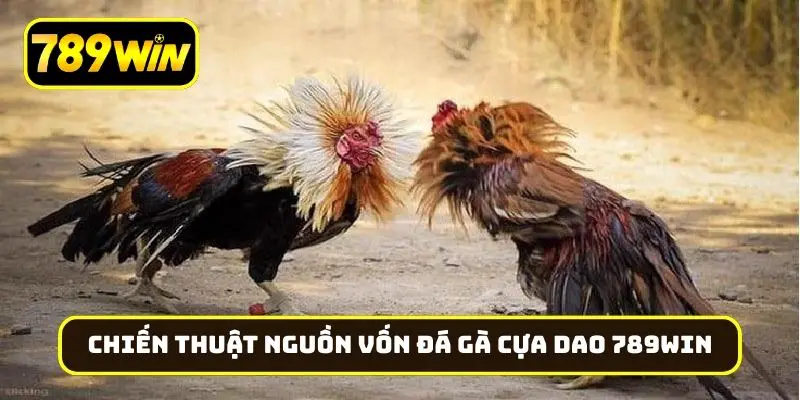 Chiến thuật nguồn vốn khi chơi đá gà cựa dao 789Win