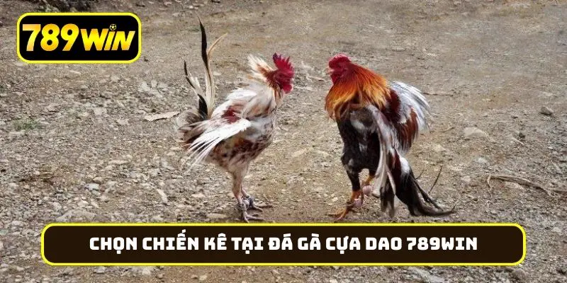 Bí quyết chọn chiến kê tại đá gà cựa dao 789Win