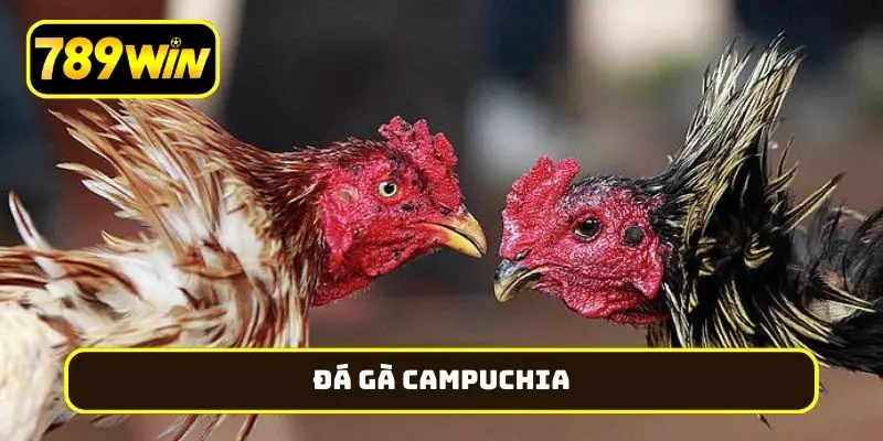 đá gà Campuchia