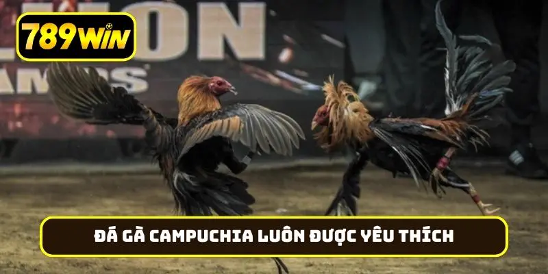 Những lý do khiến đá gà Campuchia luôn được yêu thích