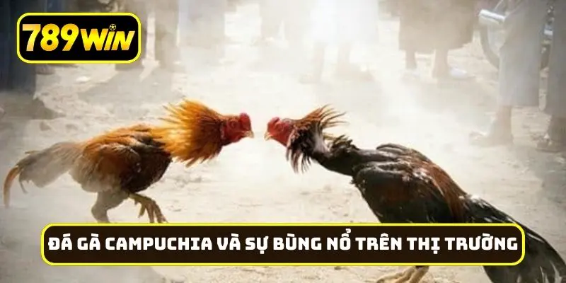 Đá gà Campuchia và sự bùng nổ trên thị trường