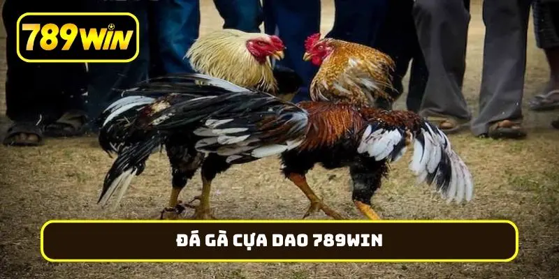 đá gà cựa dao 789Win