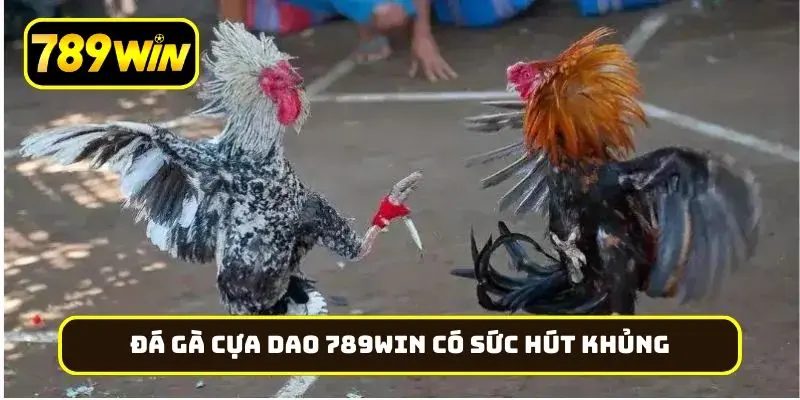 Đá gà cựa dao 789Win có sức hút khủng