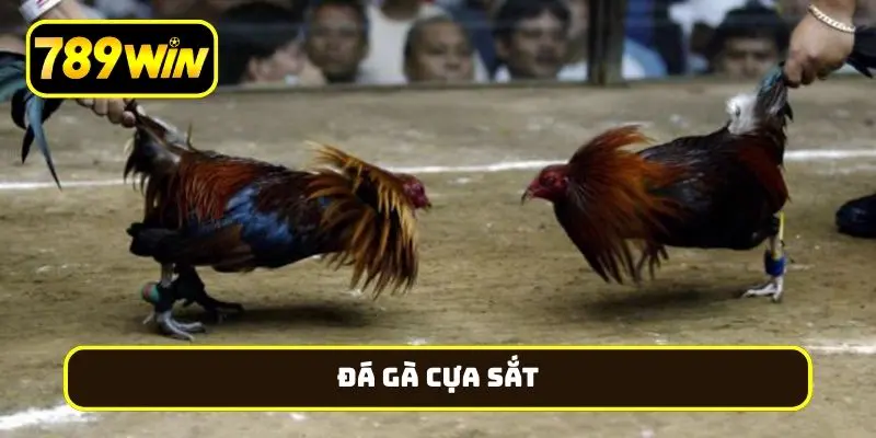 đá gà cựa sắt