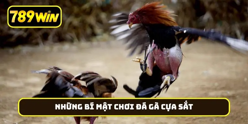 Những bí mật chơi đá gà cựa sắt trên mạng luôn thắng