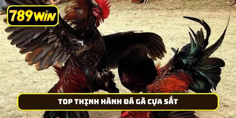 So sánh đá gà cựa sắt, cựa dao cũng như gà đòn